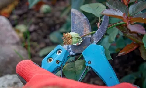 4 loại cây cần cắt tỉa vào tháng 1