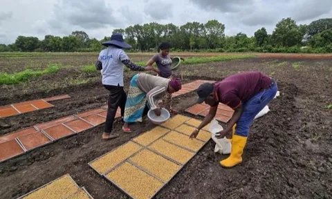 Không phải Thái Lan hay Việt Nam, giống lúa từ một quốc gia châu Á đang gây sốt tại châu Phi: Năng suất cao gấp 1,7 lần, chu kỳ sinh trưởng ngắn