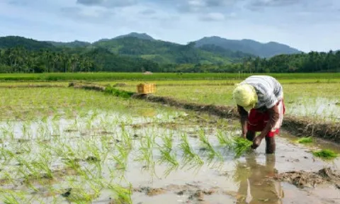 Việt Nam đón tin vui từ nhà nhập khẩu gạo lớn nhất thế giới