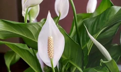 Cây lan ý “rất thích” loại nước này, biết tưới thì cây sẽ ra hoa suốt nhiều năm