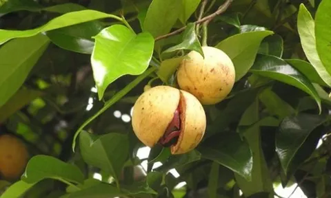 Một loại gia vị triệu đô thế giới rất hiếm nhưng Việt Nam trồng bạt ngàn: Thu về gần 33 triệu USD, 31 quốc gia liên tục săn đón