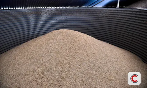 Nhiều quốc gia ráo riết dự trữ ngũ cốc, đổ hàng chục tỷ USD xây kho tích trữ lương thực