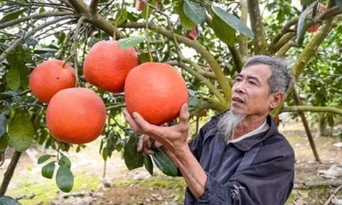 Bưởi đỏ tiến vua Thanh Hóa 'cháy hàng' trước Tết, thương lái đặt cọc từ sớm