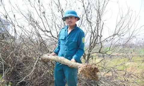 Hàng nghìn gốc đào gặp 'hiện tượng lạ', nông dân Thanh Hóa trắng tay trước Tết
