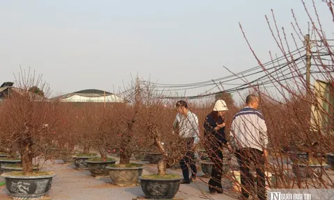 Lắp điều hòa cho hoa đào, livestream chốt đơn tại ruộng, nhà vườn Nhật Tân nín thở chờ Tết