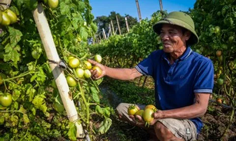 Cà chua còn xanh thương lái đã đặt mua cả vườn, nông dân lãi lớn