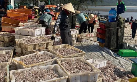 Ngư dân Hà Tĩnh trúng đậm ‘lộc biển’, thu tiền triệu mỗi ngày