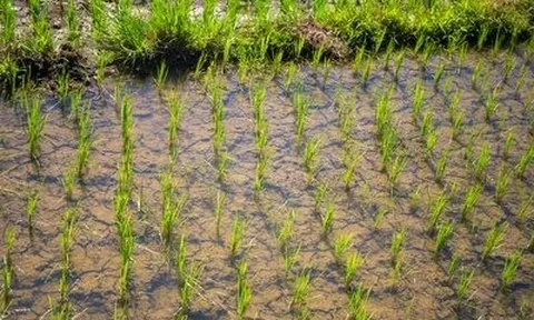 Sau Ấn Độ, Thái Lan, Việt Nam đón thêm đối thủ gạo mới: Xuất khẩu vừa tăng hơn 50%, từ Á đến Âu đang đua nhau mua hàng