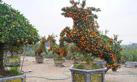 Độc lạ quýt cảnh hình ngựa giá hàng chục triệu đồng