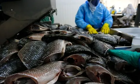 Không phải cá tra hay cá ngừ, một sản vật của Việt Nam được người Mỹ cực kỳ mê: Xuất khẩu tăng 141%, châu Âu, Trung Đông đều ưa chuộng