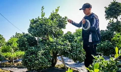 Cây quất 'tam đa' hơn 10 năm tuổi được thuê 30 triệu đồng chơi Tết