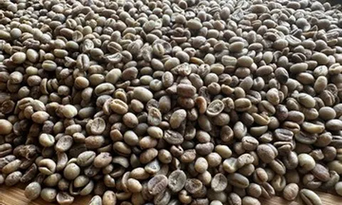 Chỉ 15 ngày đầu năm, doanh nghiệp bán một loại hạt thu về hơn 430 triệu USD