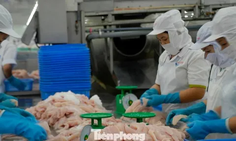 Cá tra Việt Nam bán cho Trung Quốc nhiều nhất