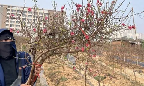 Đào huyền tấp nập khách mua, chưa Tết Bính Ngọ dân buôn đã chốt bán nghìn cành