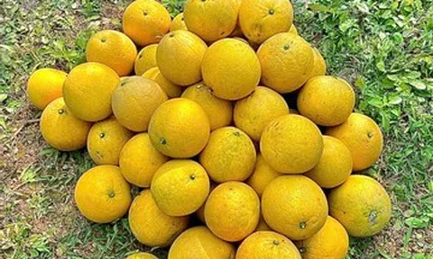 Bưởi Diễn trồng lân cận Hà Nội chất đống vỉa hè, giá chỉ từ 2.000 đồng/quả