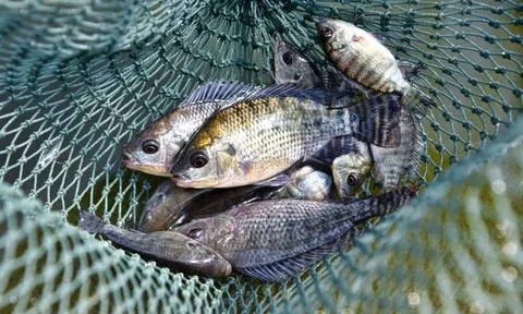 Bán cá rô phi số 1 Việt Nam, doanh nghiệp báo lãi 1.000 tỷ, gấp 21 lần năm trước