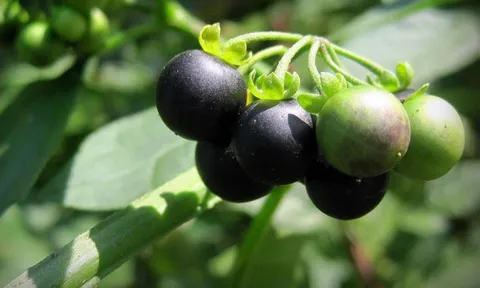 Loại quả dại xưa rụng thối gốc không ai "ngó" nay có giá gần 1 triệu/kg vẫn có người mua