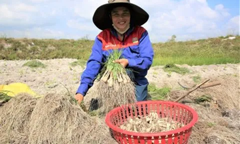 'Thủ phủ' kiệu vào vụ Tết: Nhổ đến đâu, thương lái cân mua đến đó