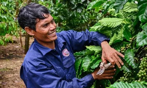 Một quốc gia châu Phi mua cà phê Việt Nam nhiều hơn cả Mỹ