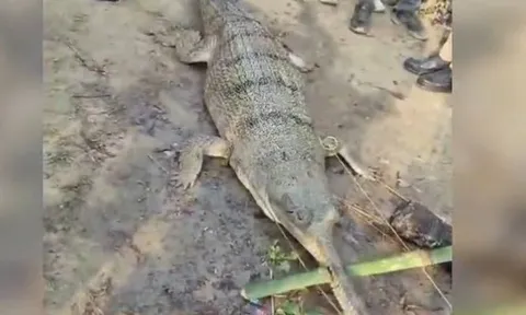 Thả lưới trên sông, ngư dân hoảng sợ khi bắt được thứ đáng sợ