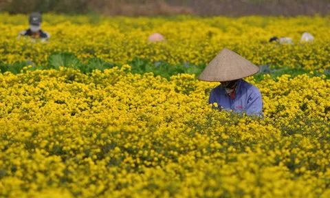 Từ "thượng phẩm tiến Vua" đến cánh đồng bạc triệu: Loài hoa vàng rực đang đổi đời nông dân