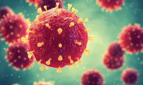 Bộ Y tế phát khuyến cáo về vi rút Nipah