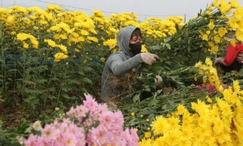 Mỏi tay chốt đơn ở vựa hoa lớn nhất Quảng Ninh, nông dân thu hơn nửa tỷ đồng