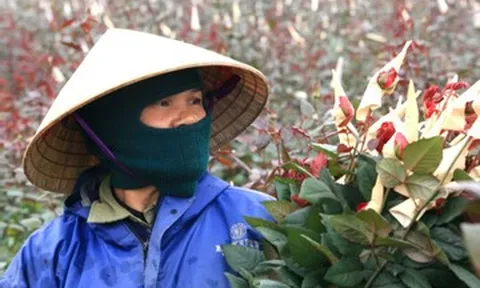 Mỗi vụ Tết, người dân trồng hoa ở Thanh Hóa kiếm 100 triệu nhẹ nhàng