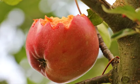 Cảnh báo y tế: Virus Nipah có thể lây qua thực phẩm, cần gọt vỏ trái cây trước khi ăn