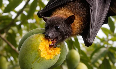 Phòng tránh virus Nipah, khi ăn hoa quả phải nhớ 2 việc quan trọng