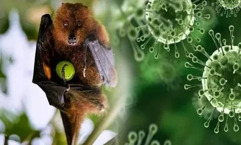 Virus Nipah quay trở lại Ấn Độ: Giới chuyên gia nói gì về nguy cơ xâm nhập Việt Nam?