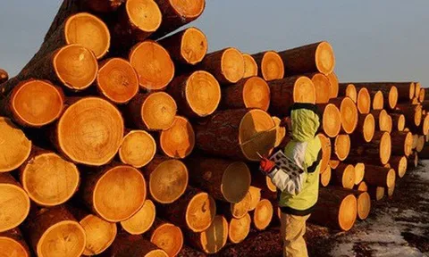 Mỹ chi hơn 9 tỷ USD săn 'cây kim tiền' của Việt Nam: Nhật Bản, Trung Quốc cực ưa chuộng, nước ta là ông trùm đứng thứ 5 thế giới