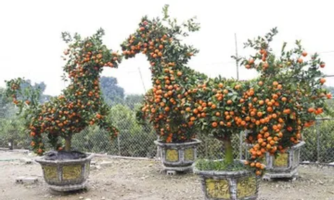 Quýt cảnh tạo hình ngựa độc lạ, giá hàng chục triệu đồng hút khách dịp Tết