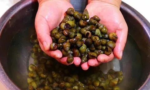 "3 nên 2 không" khi chọn ốc ngon không lo ngậm hóa chất