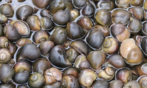 Ốc bươu ngâm “thủy tinh lỏng”, bác sĩ cảnh báo nóng