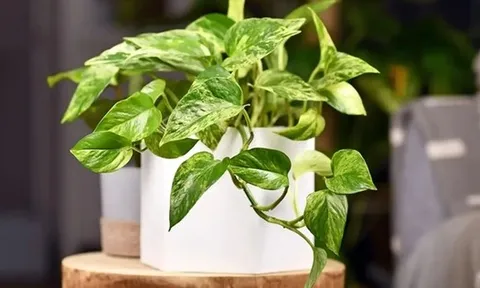 5 loại cây nên có trong nhà, đặt đâu cũng "hút" vượng khí