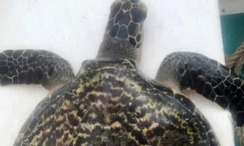 Con vật quý hiếm bất ngờ nằm trong lưới ngư dân Đà Nẵng