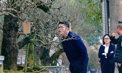 Thuê đào cổ chơi Tết nở rộ ở Thanh Hóa, có cây giá tới 150 triệu đồng