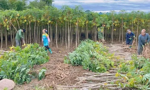 Không phải gạo hay sầu riêng, 'vàng dưới lòng đất' của Việt Nam được Trung Quốc săn lùng đến 94%: Giá xuất khẩu lao dốc mạnh, nước ta sản xuất 18 triệu tấn mỗi năm