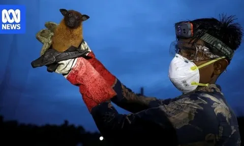 Sắp thử nghiệm vắc-xin phòng virus Nipah trên người