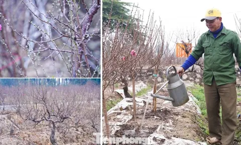 Lý do đào La Cả không vội Tết