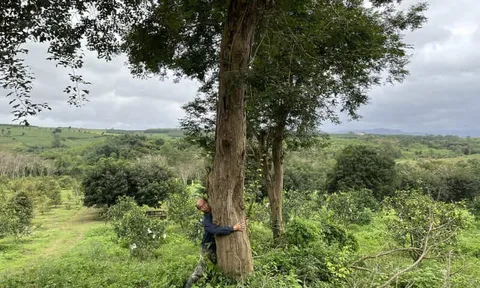 Loại gỗ quý được ví "đắt hơn vàng": Số cá thể ngoài tự nhiên ở Việt Nam chỉ còn đếm trên đầu ngón tay