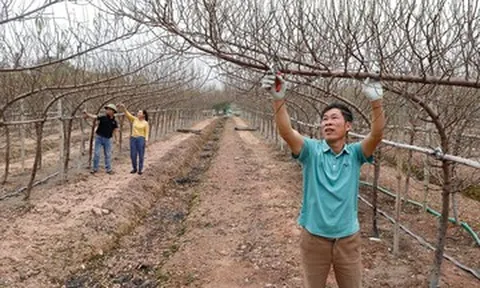 Đào huyền lên ngôi, nhiều hộ dân Bắc Ninh đổi đời mỗi dịp Tết