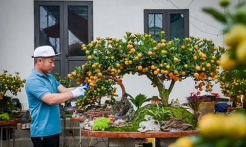 Quất tiểu cảnh gần 20 triệu/chậu ngày giáp Tết, nhà vườn Ninh Bình làm không kịp bán