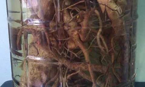 Hai người tử vong sau khi uống rượu ngâm, Bộ Y tế chỉ đạo khẩn