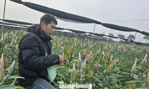 Cận Tết Bính Ngọ, nhà vườn Hà Nội 'nín thở' chờ hoa nở đúng dịp