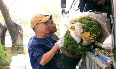 Cúc mâm xôi 'cháy hàng' ở Thanh Hóa, có nơi bán 1.000 chậu/ngày