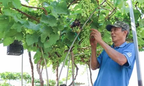 Nho cảnh Khánh Hòa 'hút hàng' dịp Tết, giá lên tới 3,5 triệu đồng/chậu