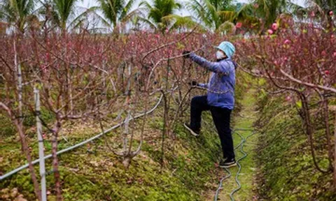 Đào ở vườn bung nở rực rỡ, nông dân chi tiền triệu mỗi ngày để kìm hãm