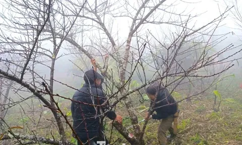 Đổ xô lên núi săn đào đá về bán Tết